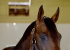 Exaggerator