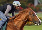 California Chrome