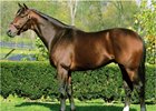Stallion Proud Citizen Euthanized at Age 17 Stallion Proud Citizen Euthanized at Age 17