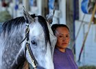 Creator, the morning after his Belmont Stakes win