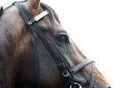 Exaggerator Turns in First Post-Belmont Work Exaggerator Turns in First Post-Belmont Work