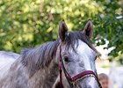 Lani competed in all three jewels of the Triple Crown, finishing third in the Belmont (gr. I)