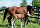Exclusive Contest: Name the White-Headed Foal Exclusive Contest: Name the White-Headed Foal