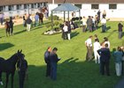 375 Yearlings Cataloged for Arqana Sale 375 Yearlings Cataloged for Arqana Sale