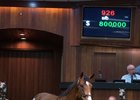 Hip 926, a colt by City Zip, brought $800,000.
