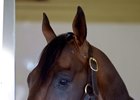 Breeding, Distance Adding Up for Exaggerator Breeding, Distance Adding Up for Exaggerator