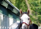 Lani to Return in Al Maktoum Challenge Round 3 Lani to Return in Al Maktoum Challenge Round 3