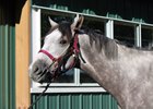 Lani at Belmont Park, May 2016