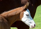 White-Headed Foal Named Southern Phantom White-Headed Foal Named Southern Phantom