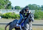 Destin galloping at Belmont Park last June