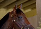 Forever Unbridled