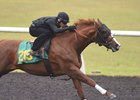 Hip 215 works under tack at OBS June 6.