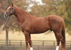 Heatseeker Euthanized Following Paddock Accident Heatseeker Euthanized Following Paddock Accident