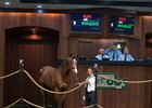 City Zip Colt New OBS June Record at $800,000 City Zip Colt New OBS June Record at $800,000