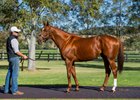 Animal Kingdom to Bypass SH Breeding Season Animal Kingdom to Bypass SH Breeding Season
