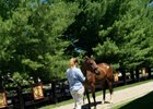 Quality on Offer at Horses of Racing Age Sale Quality on Offer at Horses of Racing Age Sale