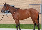Euro Charline to be offered at Tattersalls December Mares Sale.