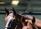 Kitness and her March colt by Candy Ride