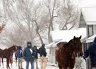 Horses being shown at 2016 Keeneland January sale