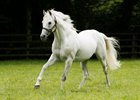 Dalakhani at Gilltown Stud June 2015