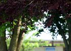 F-T July Sale Launches Yearling Sale Season F-T July Sale Launches Yearling Sale Season