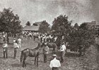 Yearlings being shown at Keeneland in 1943