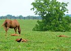 The KTOBA will increase registration fees for eligible Kentucky-breds
