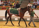 Qatar Buyers Active at Tattersalls Day 2 Qatar Buyers Active at Tattersalls Day 2
