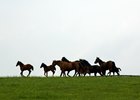 Steady foal crop expected for 2017.