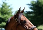 Stormy Lucy, to be bred to Frankel