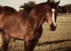 OK-Bred GI Winner Clever Trevor Dies at 31 OK-Bred GI Winner Clever Trevor Dies at 31