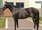 Cherokee Run Euthanized Due to Old Age Cherokee Run Euthanized Due to Old Age