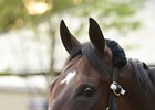 Songbird Logs First Gallop at Saratoga Songbird Logs First Gallop at Saratoga