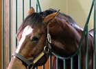 Morganite First Winner for Gemologist Morganite First Winner for Gemologist