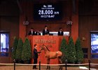 Hip 389 by Deep Impact out of Malpensa