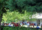 Yearling Market Nears Finish Line
