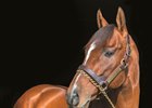 Mucho Macho Man at Adena Springs in Paris, Kentucky on December 7, 2014.