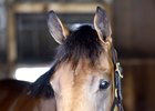 Lady Eli Gears Up for Return in Ballston Spa Lady Eli Gears Up for Return in Ballston Spa