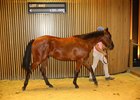 Lot 440, a colt by Siyouni, brought €125,000.