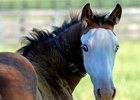 Southern Phantom, by Bodemeister and out of Out for Revenge was born on June 5, 2016, at Southern Equine Farm near Midway, Ky. Photographed on August 23, 2016.
