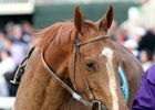 Beholder, Stellar Wind Renew Rivalry