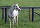 Tapit, War Front Dominate Keeneland Sale