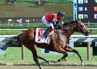 A. P. Indian wins the 2016 Forego Stakes.