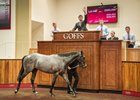 Dark Angel colt topped the 2016 Goffs Premier yearling sale