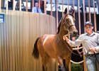 A filly by Galileo, Hip 97, topped the second day of the Arqana August Yearling sale, Part I, selling for €1.4 million