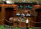 OBS yearling sale
