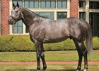 The Factor will stand at Shizunai Stallion Complex in 2018