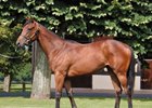 Acclamation Filly Tops Final Day at Arqana Acclamation Filly Tops Final Day at Arqana