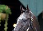 Arrogate works six furlongs in 1:11 1/5 Oct. 25 at Santa Anita
