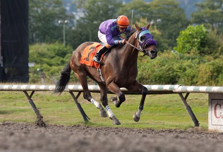 Stepupforthemoney winning the British Columbia Cup Marathon at Hasting's Racecourse, Aug. 1, 2016